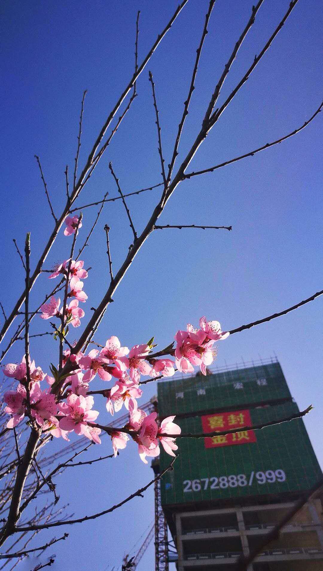 實(shí)景圖